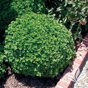 Buxus microphylla japonica 