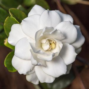 Gardenia jasminoides 'Double Mint' 