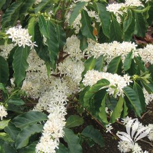 Coffea arabica 