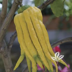 Citrus medica var. sarcodactylis 