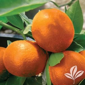 Citrus reticulata 'Gremoy8' 