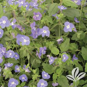 Veronica peduncularis 'Georgia Blue' 