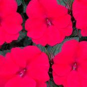 Impatiens x hybrida 'SAKimp017' 