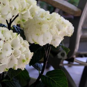 Hydrangea macrophylla 'Zebra' 