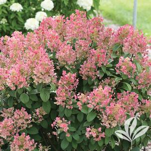 Hydrangea paniculata 'SMHPFL' 