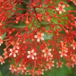 Clerodendrum paniculatum 'Starshine' 