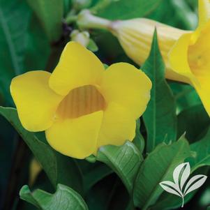 Allamanda cathartica 'Dwarf Jenny' 