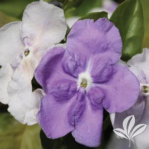 Brunfelsia pauciflora 'Floribunda' 