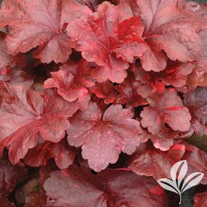 Heuchera 'Galaxy' 