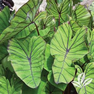 Colocasia esculenta 'Blue Hawaii' 