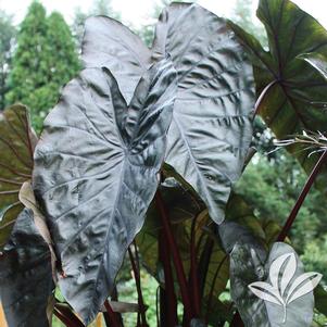 Colocasia esculenta 'Black Coral' 