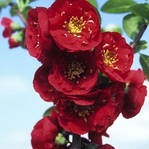 Chaenomeles speciosa 'Greredpre' 