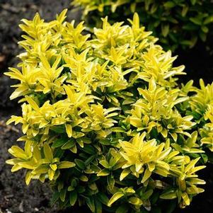 Euonymus japonicus 'Happiness' 