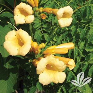 Campsis radicans 'Gresnbr' 