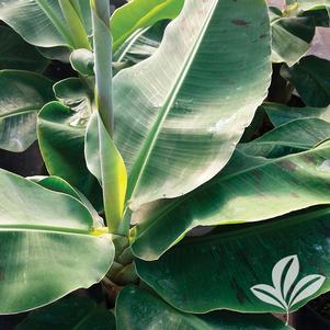 Musa acuminata 'Poquito' 