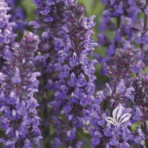 Salvia nemorosa 'New Dimension Blue' 