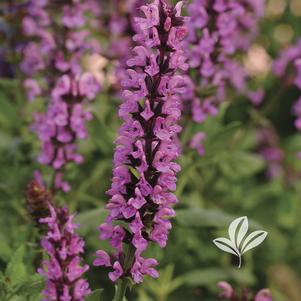 Salvia nemorosa 'New Dimension Rose' 