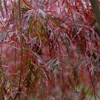 Acer palmatum dissectum 'Hana matoi' 
