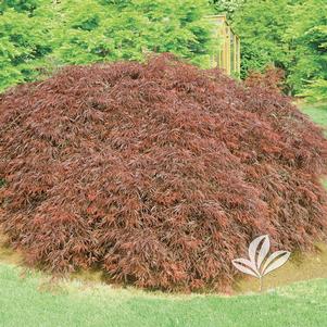 Acer palmatum dissectum 'Orangeola' 