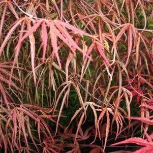 Acer palmatum 'Beni otake' 