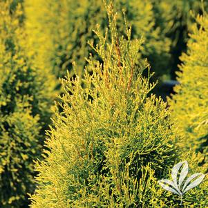 Thuja occidentalis 'Janed Gold' 