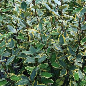 Elaeagnus x ebbengii 'Viveleg' 