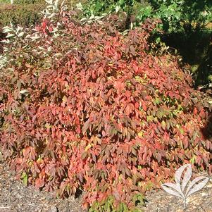 Cornus alba 'Regnzam' 