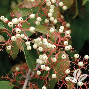 Cornus racemosa 'Hurzam' 