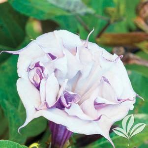 Datura metel 'Ballerina Purple' 