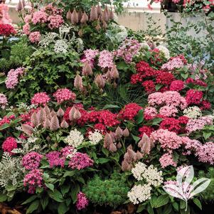 Pentas lanceolata 'Graffiti Mix' 