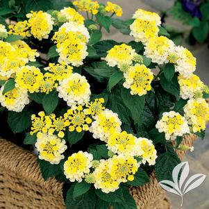 Lantana camara 'Bani Yelbic' 