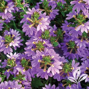 Scaevola aemula 'Bombay Dark Blue' 