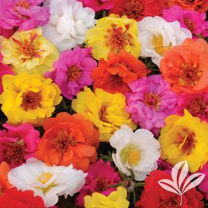 Portulaca grandiflora 'Happy Trails Mix' 