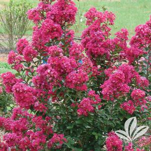 Lagerstroemia 'PIILAG-B3' 