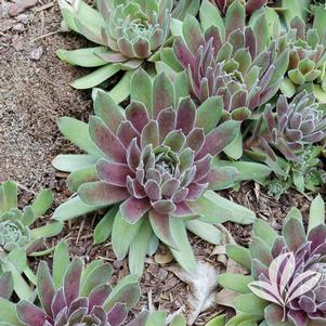 Sempervivum tectorum 'Ruby Heart' 