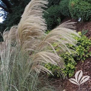 Miscanthus sinensis 'Huron Sunrise' 