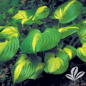 Hosta 'Cathedral Windows' 