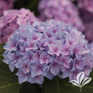 Hydrangea macrophylla 'SMHMES14' 