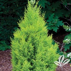 Cupressus macrocarpa 'Wilma Goldcrest' 