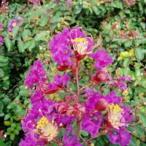 Lagerstroemia 'Velma's Royal Delight' 