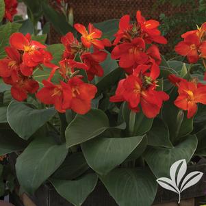 Canna x generalis 'South Pacific Scarlet' 