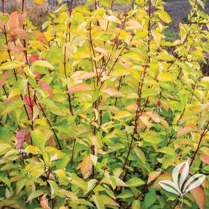 Cornus alba 'Prairie Fire' 