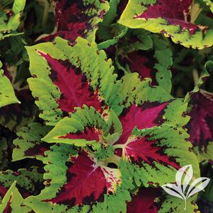 Coleus 'Kong Jr. Rose' 