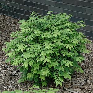 Euonymus alatus 'Odom' 