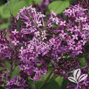 Syringa x 'SMSJBP7' 