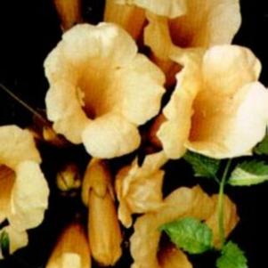 Campsis x tagliabuana 'Takarazuka Gold' 