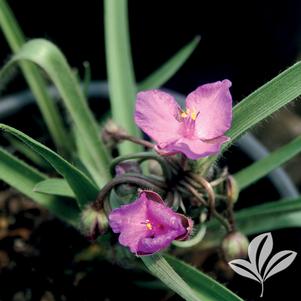 Tradescantia 'Tough Love' 