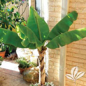 Musa acuminata 'Dwarf Cavendish' 