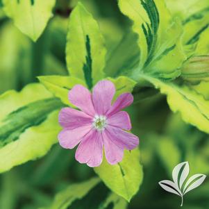 Silene dioica 'Clifford Moor' 