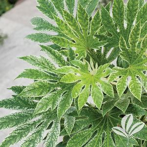 Fatsia japonica 'Spider Web' 